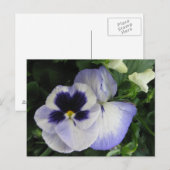 Paarse Pansy Flowers Briefkaart (Voorkant / Achterkant)