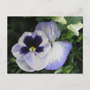  Paarse Pansy Flowers Briefkaart