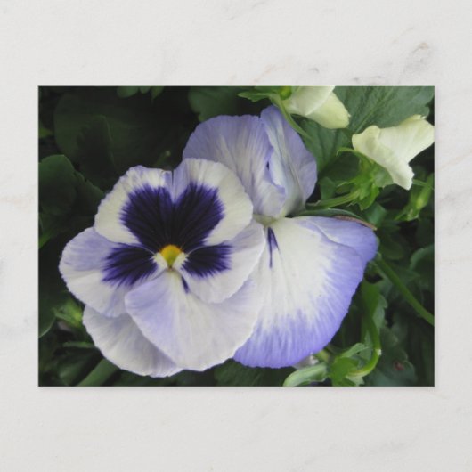 Paarse Pansy Flowers Briefkaart (Voorkant)