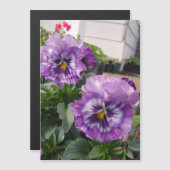 Paarse Pansy Fotobloemen bloemen Mangetic Card (Voorkant / Achterkant)