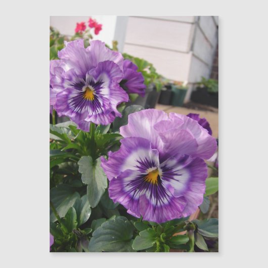 Paarse Pansy Fotobloemen bloemen Mangetic Card (Voorkant)