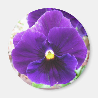 Paarse Pansy Magneet