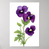 Paarse Pansy Poster (Voorkant)