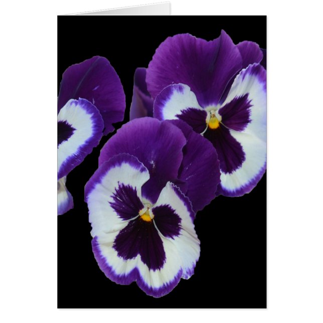 Paarse Pansy Posy (Voorkant)