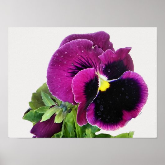 Paarse Pansy Print (Voorkant)