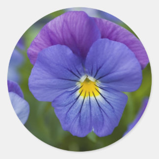 Paarse Pansy Ronde Sticker