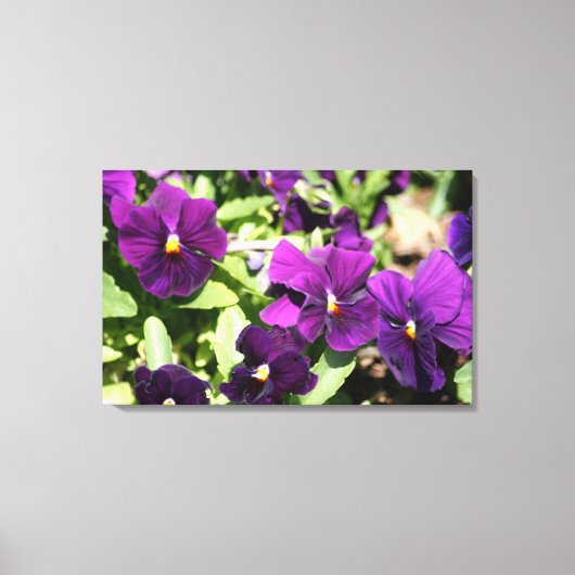 Paarse Pansy verpakte kunstdoek Canvas Afdruk (Voorkant)