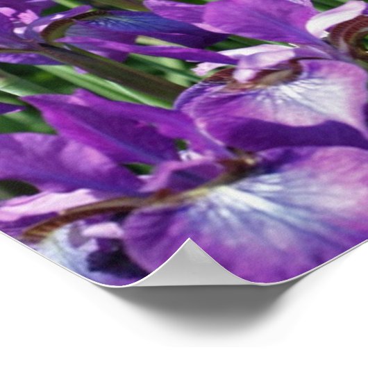 Paarse pantserbloemen op zonlicht poster (Hoek)