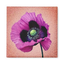 Paarse papaver