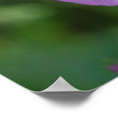 Paarse papaver poster (Hoek)