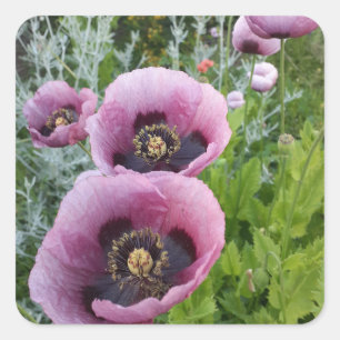 Paarse papaver Vloerauto Vierkante Sticker