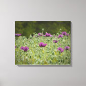 Paarse papavers in Blooming Meadow Canvas Afdruk (Voorkant)