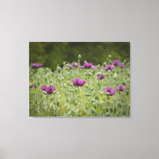 Paarse papavers in Blooming Meadow Canvas Afdruk (Voorkant)
