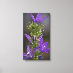 Paarse papierlade voor fijne galerij canvas afdruk