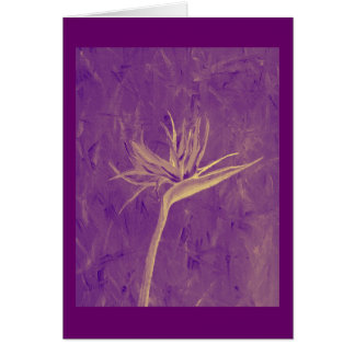 Paarse Paradijsvogel