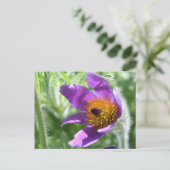 Paarse Pasque Bloem Foto Briefkaart (Staand voorkant)