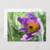 Paarse Pasque Bloem Foto Briefkaart (Voorkant / Achterkant)