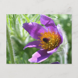 Paarse Pasque Bloem Foto Briefkaart