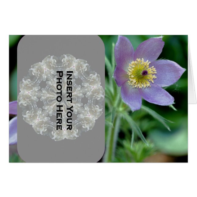Paarse Pasque Flower-fotokaart (Voorkant Horizontaal)