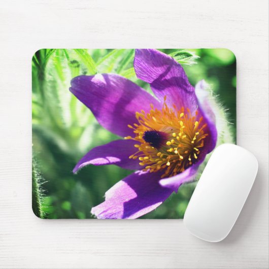 Paarse Pasque Flower Muismat (Met muis)