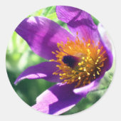 Paarse Pasque Flower Ronde Sticker (Voorkant)