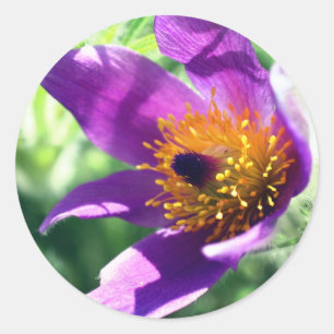 Paarse Pasque Flower Ronde Sticker