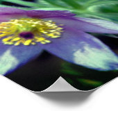 Paarse Pasque Spring Flowers close up Poster (Hoek)