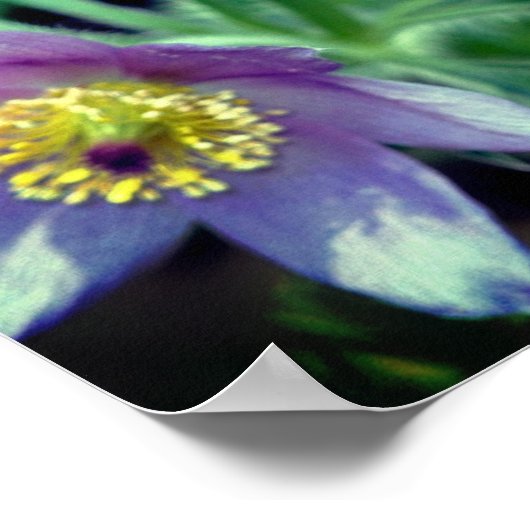 Paarse Pasque Spring Flowers close up Poster (Hoek)