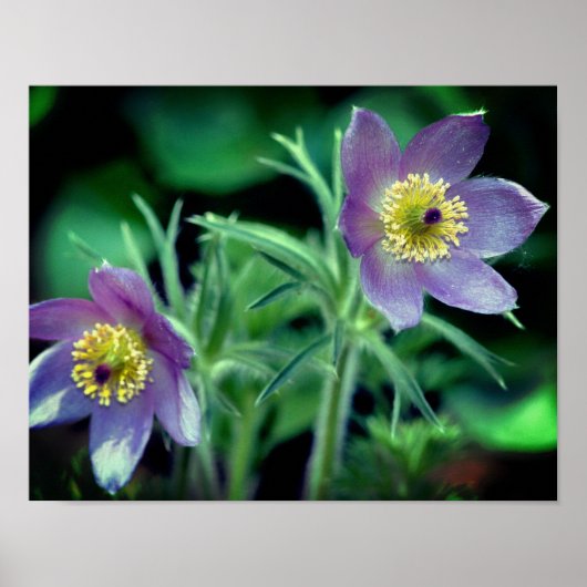 Paarse Pasque Spring Flowers close up Poster (Voorkant)