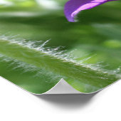 Paarse Pasque ventilator dicht Poster (Hoek)