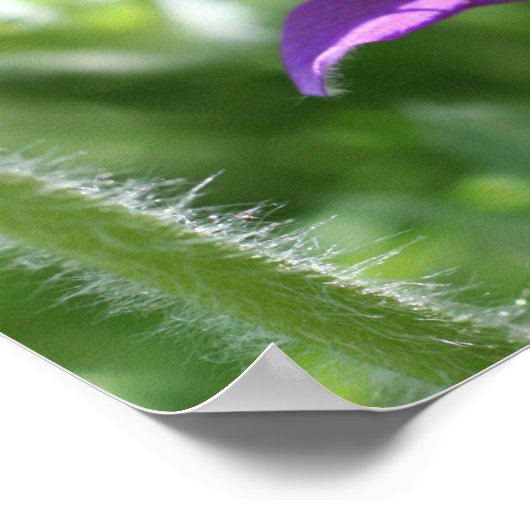 Paarse Pasque ventilator dicht Poster (Hoek)