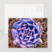 Paarse Passie Briefkaart (Voorkant / Achterkant)