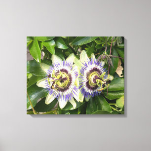 Paarse Passiebloem Botanische Canvasprint Canvas Afdruk