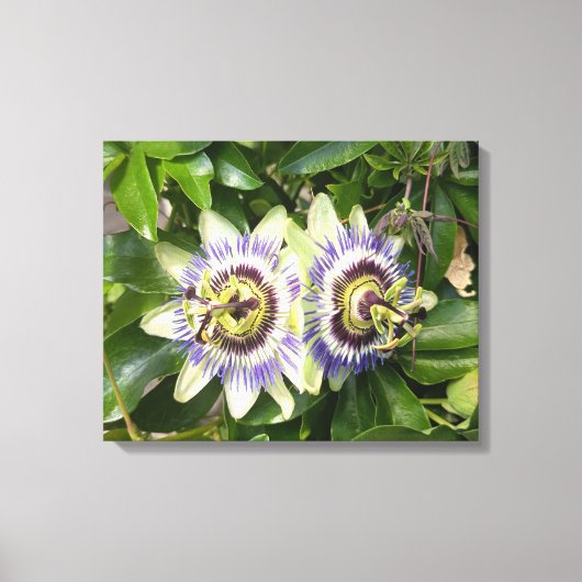 Paarse Passiebloem Botanische Canvasprint Canvas Afdruk (Voorkant)