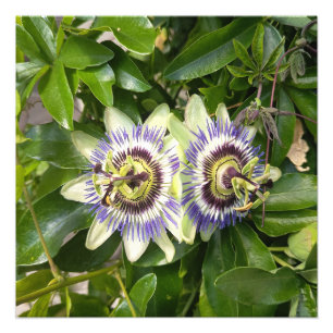 Paarse Passiebloem Botanische Foto Print Afdruk