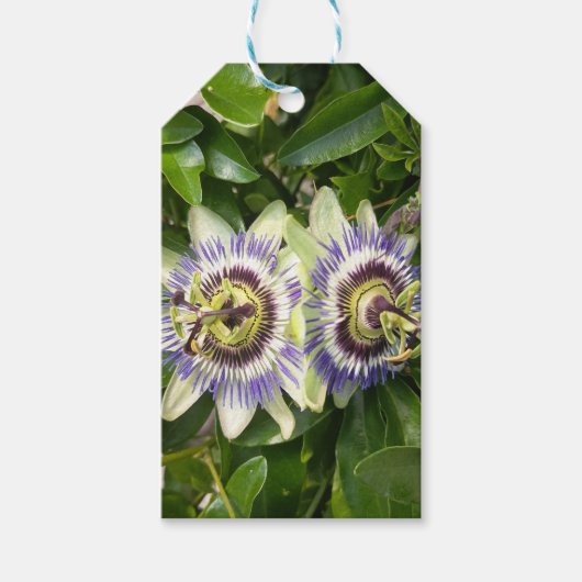 Paarse Passiebloem Cadeautags Cadeaulabel (Voorkant)