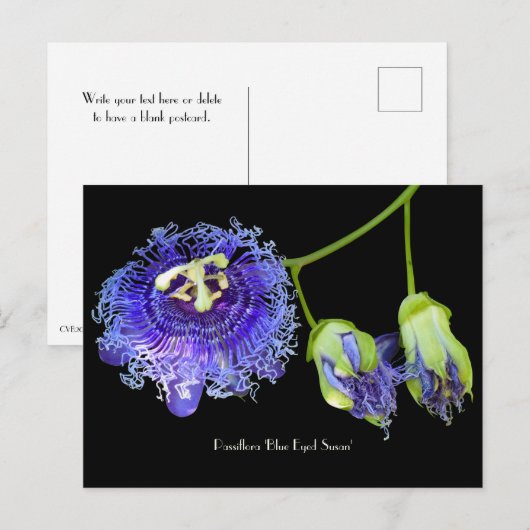 Paarse passiefventilator Collectief Briefkaart (Voorkant / Achterkant)