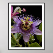 Paarse Passievrucht Bloem, Poster (Voorkant)