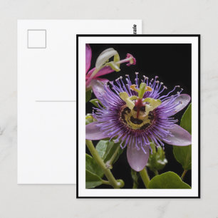 Paarse passievruchtbloem, briefkaart