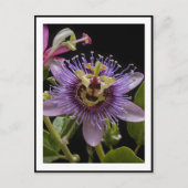 Paarse passievruchtbloem, briefkaart (Voorkant)