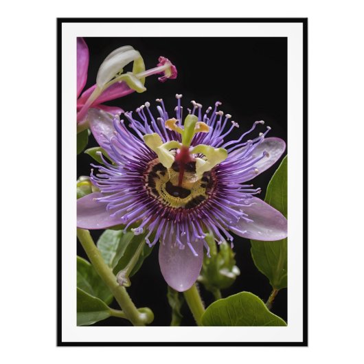 Paarse passievruchtbloem, foto afdruk (Voorkant)