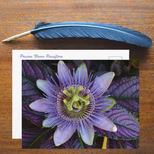 Paarse Passiflora en Perzisch Schild Fotografisch Briefkaart