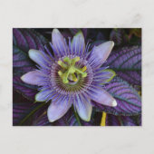 Paarse Passiflora en Perzisch Schild Fotografisch Briefkaart (Voorkant)
