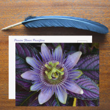 Paarse Passiflora en Perzische Schild Fotografisch