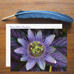 Paarse Passiflora en Perzische Schild Fotografisch Briefkaart