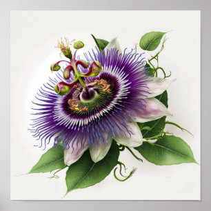 Paarse Passion Flower Art Print Poster