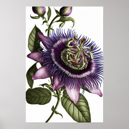 Paarse Passion Flower Art Print Poster (Voorkant)
