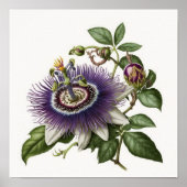 Paarse Passion Flower Art Print Poster (Voorkant)