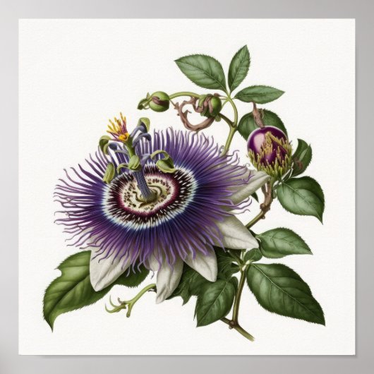Paarse Passion Flower Art Print Poster (Voorkant)