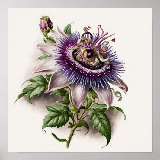 Paarse Passion Flower Art Print Poster (Voorkant)